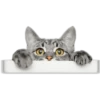 Cat expressions 14