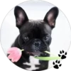 Sweet Dogs 23