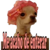 Los Perritos dicen 20