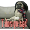Los Perritos dicen 21