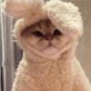 Uwu kittens 3 18
