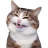 Cat expressions 15