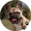 Sweet Dogs 24