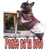 Los Perritos dicen 23