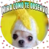 Perritos tiernos 23