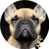 Sweet Dogs 25
