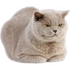 Cat expressions 17