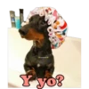 Los Perritos dicen 24