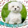Perritos tiernos 25