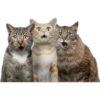Cat expressions 18