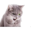 Cat expressions 19
