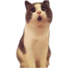 Cat expressions 20