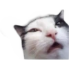 Cat expressions 21