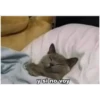 y si no voy