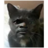 Uwu kittens 3 20