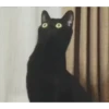 Classicats 23