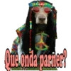 Los Perritos dicen 27
