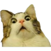 Cat expressions 22