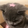 Фотографии кошек 23