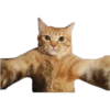 Cat expressions 23