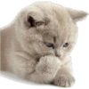 Cat expressions 24