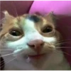 Uwu kittens 3 23