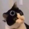 Uwu kittens 3 24