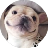 Sweet Dogs 29