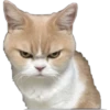 Cat expressions 25