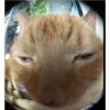 Фотографии кошек 26