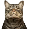 Cat expressions 26