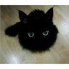 Uwu kittens 3 25