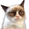 Cat expressions 27