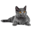 Cat expressions 28