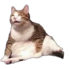 Cat expressions 29