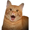 Cat expressions 30