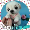 Perritos tiernos 30
