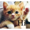 Hi