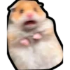 Hamsters Memes 9