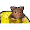Hamsters Memes 10