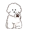 MIKO THE FLUFFY WHITE DOG 10