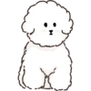 MIKO THE FLUFFY WHITE DOG 11