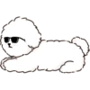 MIKO THE FLUFFY WHITE DOG 12