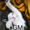 #GM