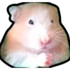 Hamsters Memes 16