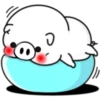 ● WhItE  PiG ● 24