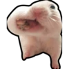 Hamsters Memes 18