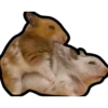 Hamsters Memes 19