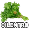 CILENTRO