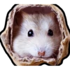 Hamsters Memes 23